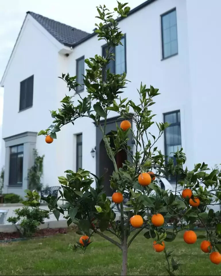 Dilan Telkök ile Berkay Hardal çifti Muğla'ya yerleşti! Hayallerindeki evi yaptılar! İçinde yok yok... Dilan Telkök ile Berkay Hardal çifti Muğla'ya yerleşti! Hayallerindeki evi yaptılar! İçinde yok yok... - 9. Resim