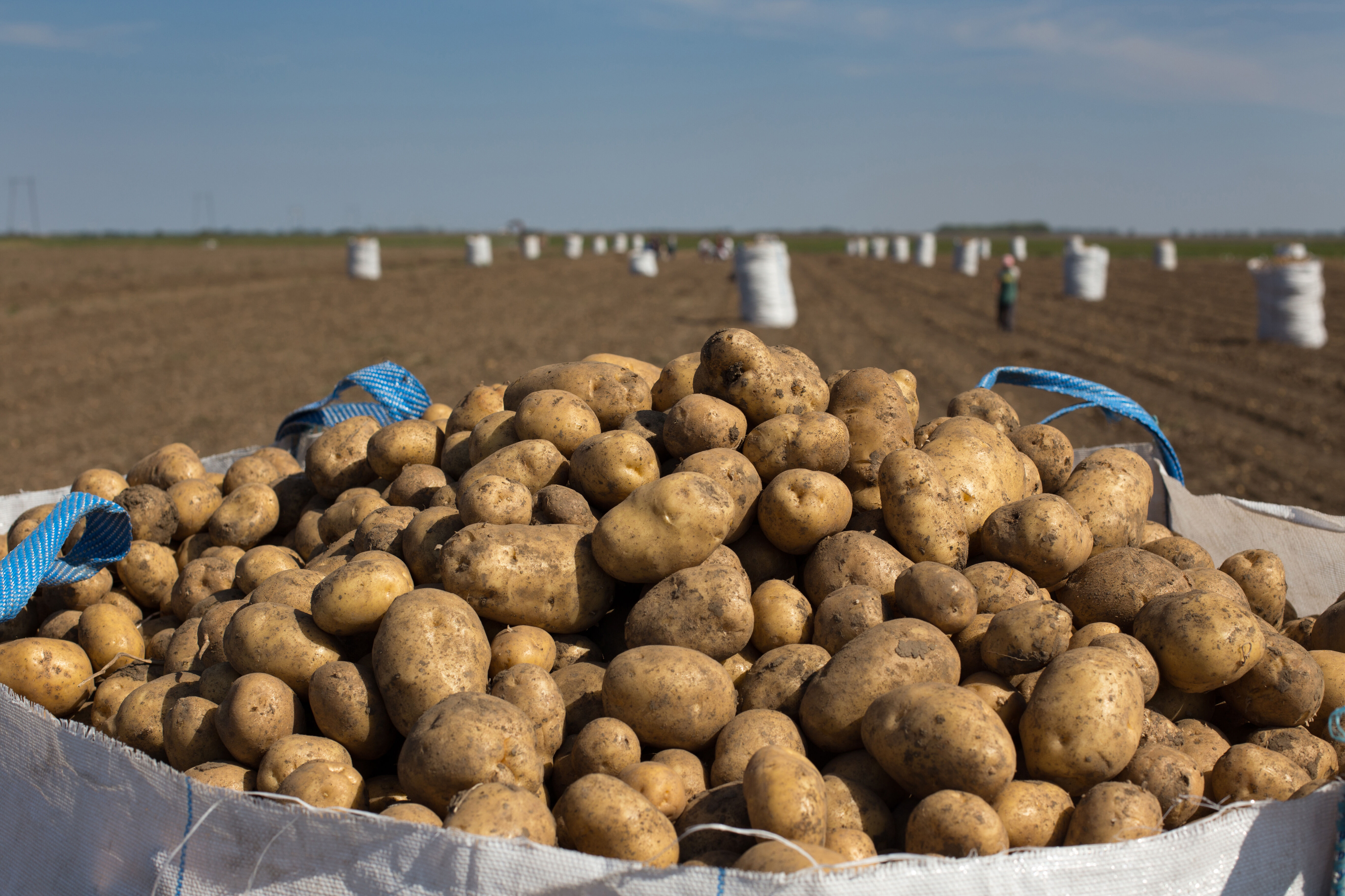 Plansız patates çiftçiyi vurdu! Tarladaki maliyet satış fiyatını aştı - 1. Resim