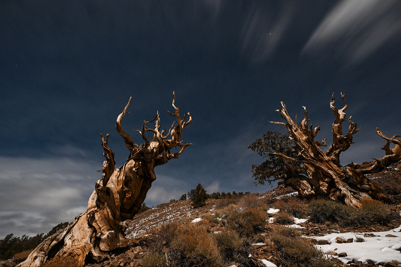 Dünyanın en yaşlı ağacı! Kaliforniya'daki 4856 yaşında 'Metuşelah' - 1. Resim