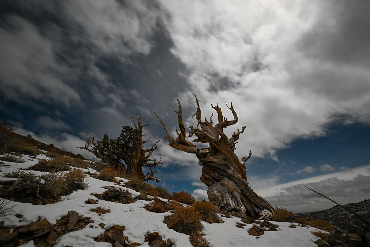 Dünyanın en yaşlı ağacı! Kaliforniya'daki 4856 yaşında 'Metuşelah' - 2. Resim