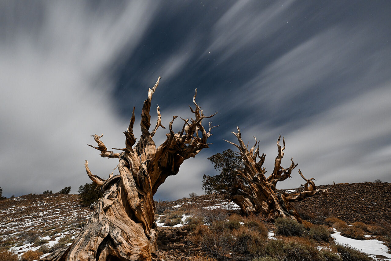 Dünyanın en yaşlı ağacı! Kaliforniya'daki 4856 yaşında 'Metuşelah' - 4. Resim