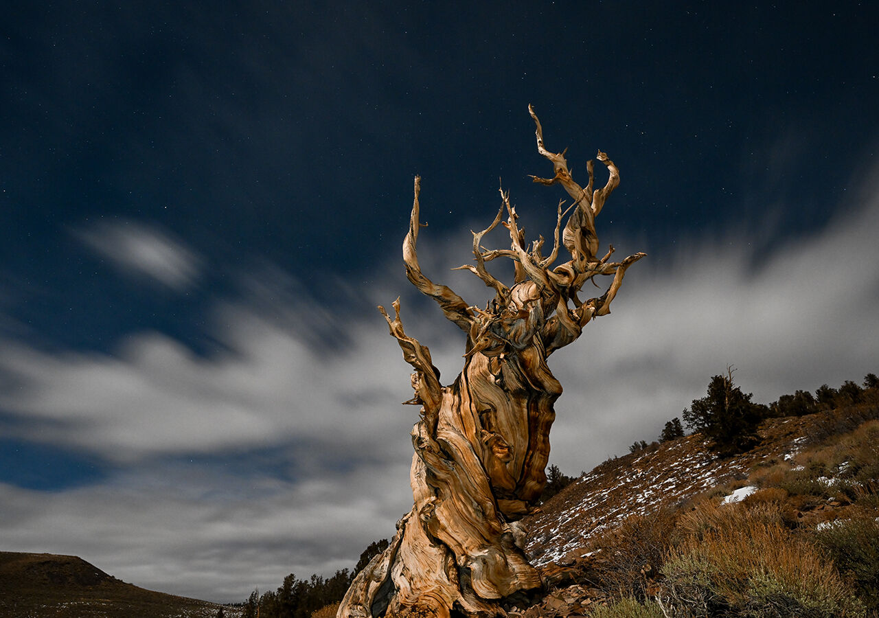 Dünyanın en yaşlı ağacı! Kaliforniya'daki 4856 yaşında 'Metuşelah' - 3. Resim