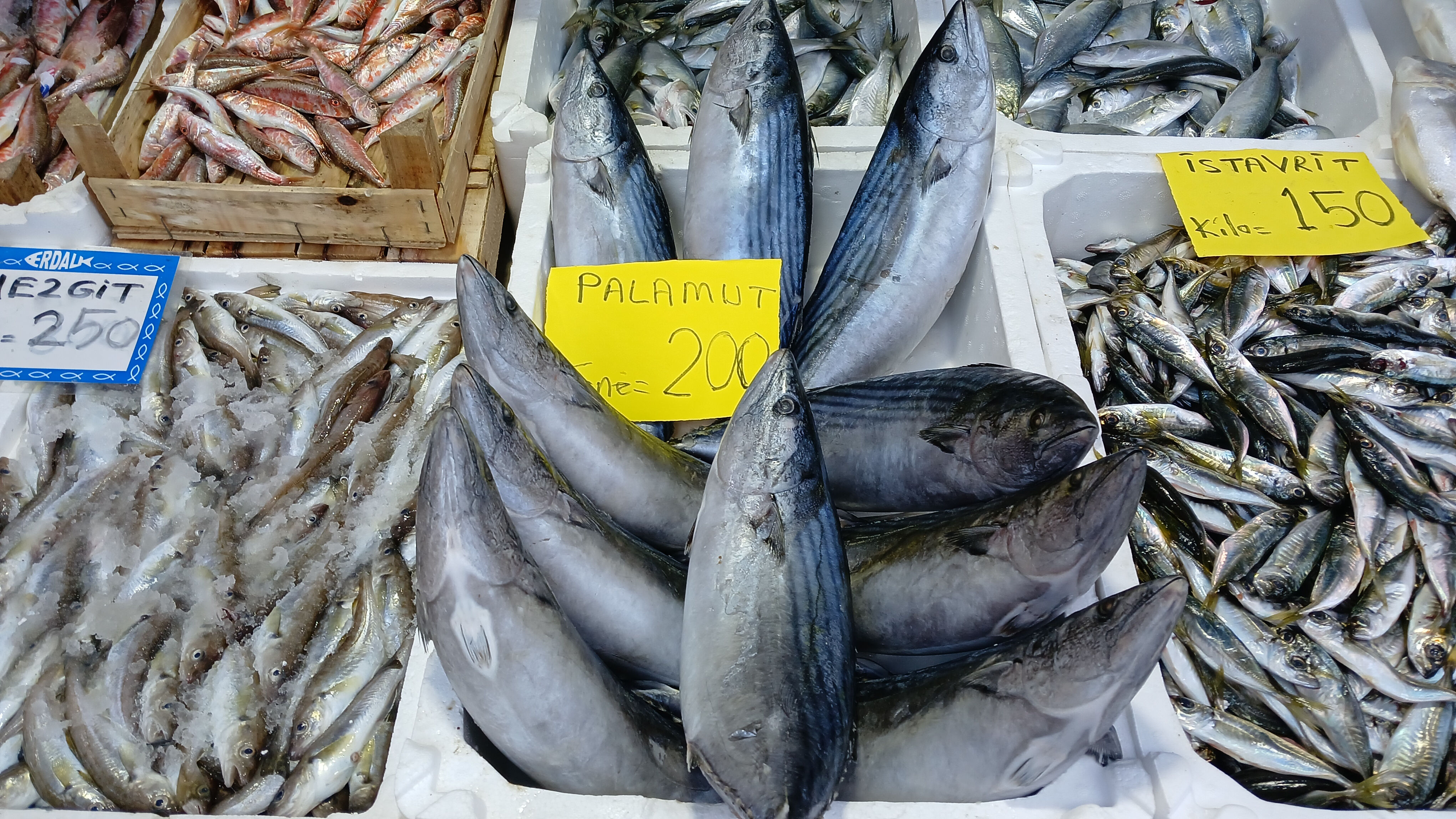 Fırtına hamsiyi kaçırdı, işte balıkçı tezgahlarının yeni sefiri - 1. Resim