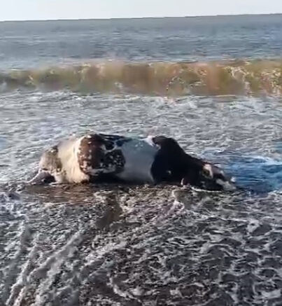 Görenler telefona sarıldı! Sahile vuran inek cesedi paniğe neden oldu Görenler telefona sarıldı! Sahile vuran inek cesedi paniğe neden oldu - 1. Resim