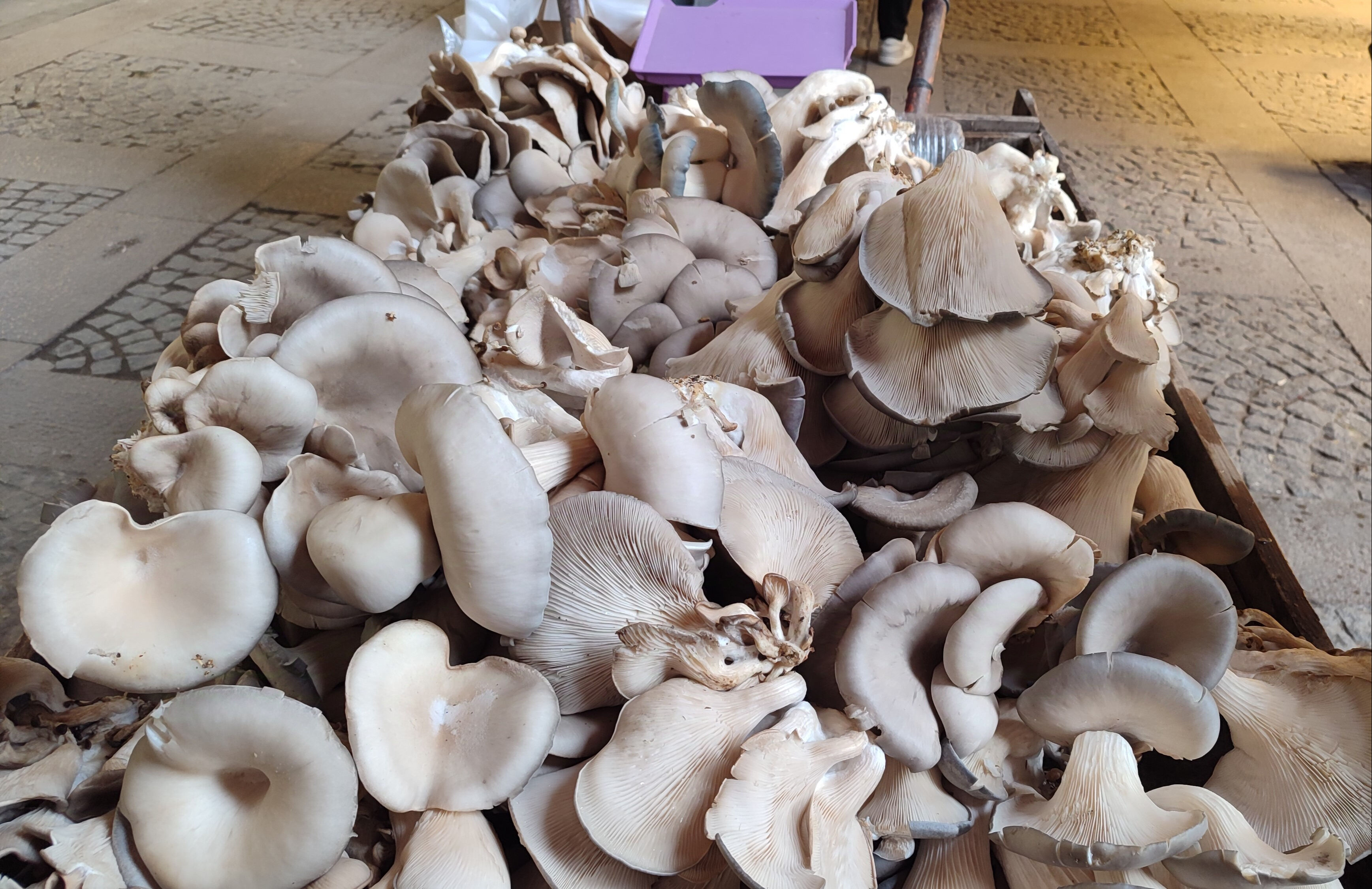 Kilosu 150 lira! Dağlardan toplayıp satıyor, geçimini böyle sağlıyor Kilosu 150 lira! Dağlardan toplayıp satıyor, geçimini böyle sağlıyor - 2. Resim