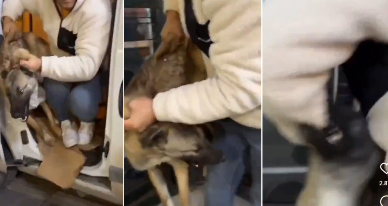 Barınaktan kaçırılan köpek kaçıran kişiyi ısırdı! Ankara Mamak'taki o anlar kameraya yansıdı - 1. Resim