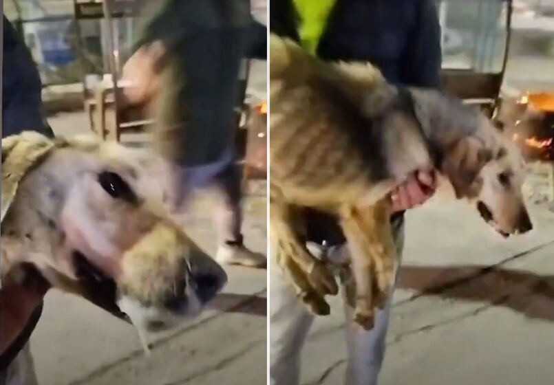 Barınaktan kaçırılan köpek kaçıran kişiyi ısırdı! Ankara Mamak'taki o anlar kameraya yansıdı - 2. Resim