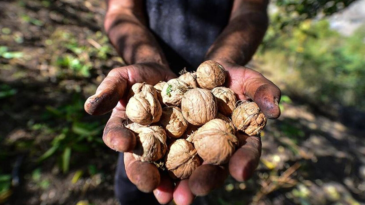 Faydası kadar zararı da var! Tüketirken dikkat, cevizdeki tehlikeyi çok az kişi biliyor Faydası kadar zararı da var! Tüketirken dikkat, cevizdeki tehlikeyi çok az kişi biliyor - 5. Resim