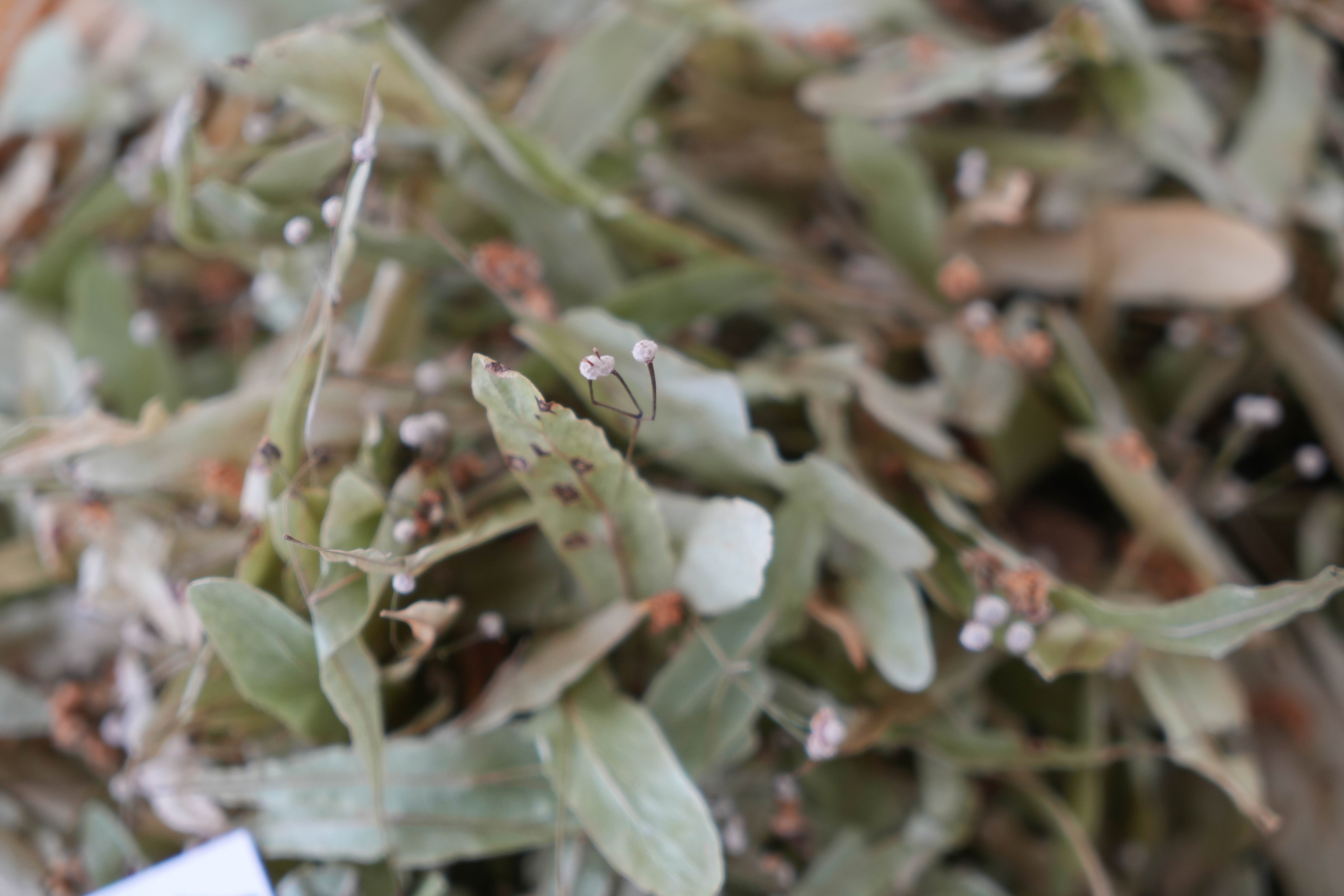 Fiyatı bir senede dörde katlandı, ilgi azalmadı! Kapış kapış gidiyor Fiyatı bir senede dörde katlandı, ilgi azalmadı! Kapış kapış gidiyor - 2. Resim
