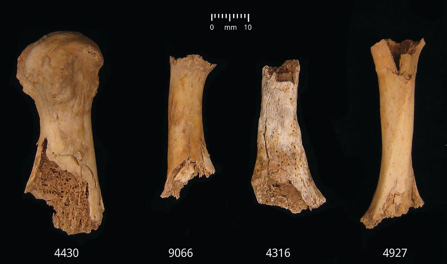 İngiltere'de ortaya çıkan tekimler tarihin en büyük yamyamlığını gözler önüne serdi! 4 bin yıllık vahşet - 3. Resim