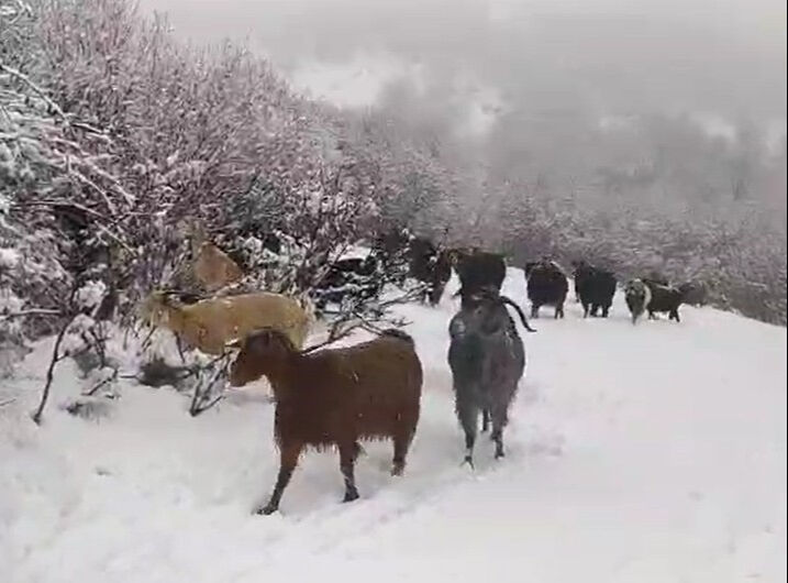 Reşadiyeli çoban karla mücadeleyi şarkılarla hafifletti! O videosu kısa sürede gündem oldu - 1. Resim