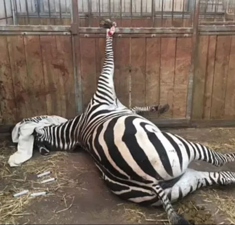 İngiltere'deki hayvanat bahçesinde dehşet yaşandı: Hükümet müdahale etti! İngiltere'deki hayvanat bahçesinde dehşet yaşandı: Hükümet müdahale etti! - 1. Resim