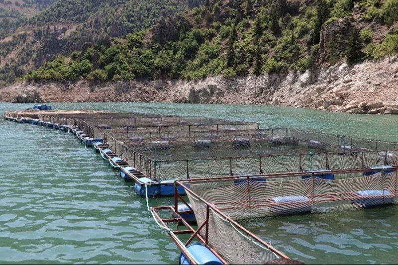 Kars'ta 20 ton hayvanın yer aldığı çiftlikte inanılmaz manzara! Kontrole giden vatandaş karşılaştı - 2. Resim