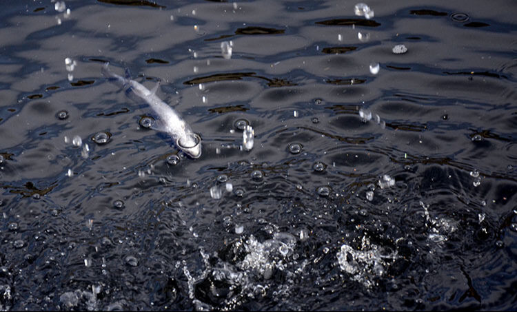 Kars'ta 20 ton hayvanın yer aldığı çiftlikte inanılmaz manzara! Kontrole giden vatandaş karşılaştı - 3. Resim