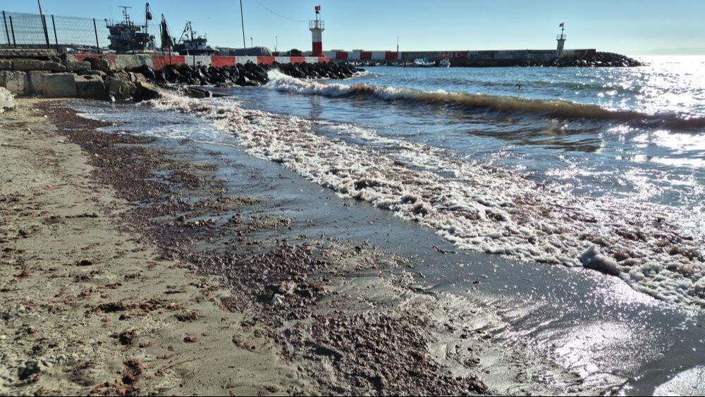 Marmara Denizi'nde korkutan akındı! Kızıl yosun bazı bölgeleri kapladı - 1. Resim