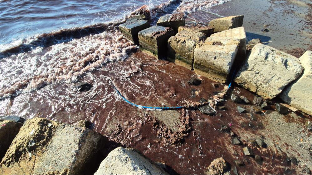 Marmara Denizi'nde korkutan akındı! Kızıl yosun bazı bölgeleri kapladı - 4. Resim