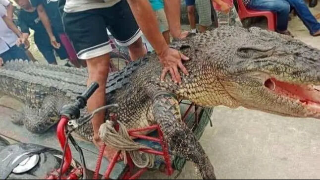 Endonezya'da timsah dehşet saçtı! İki çocuk annesi hayatını kaybetti - 1. Resim