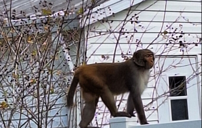 ABD polisi uyardı: Sokaklara inmeye başladılar, yaklaşmayın! - 1. Resim