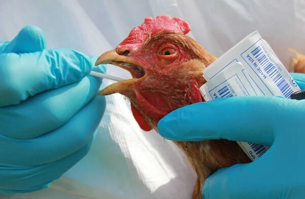 ABD'de kuş gribi alarmı! Kaliforniya'da acil durum ilan edildi ABD'de kuş gribi alarmı! Kaliforniya'da acil durum ilan edildi - 3. Resim