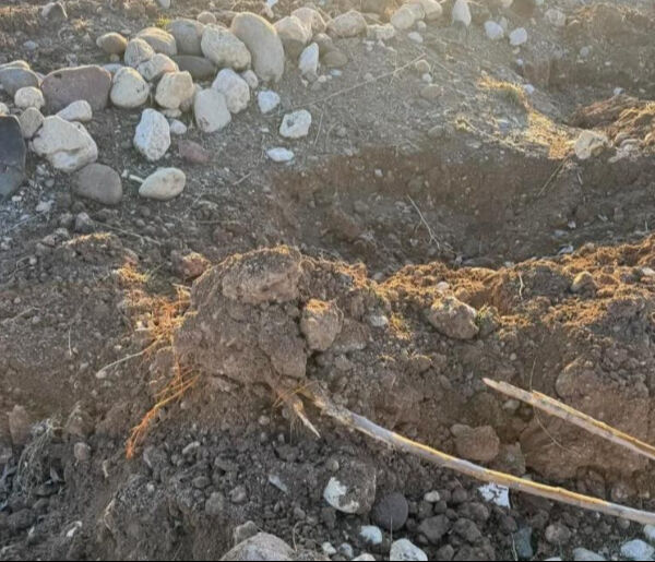 Tunceli'de belediyenin dikmek için hazırladığı fidanlar çalındı - 2. Resim