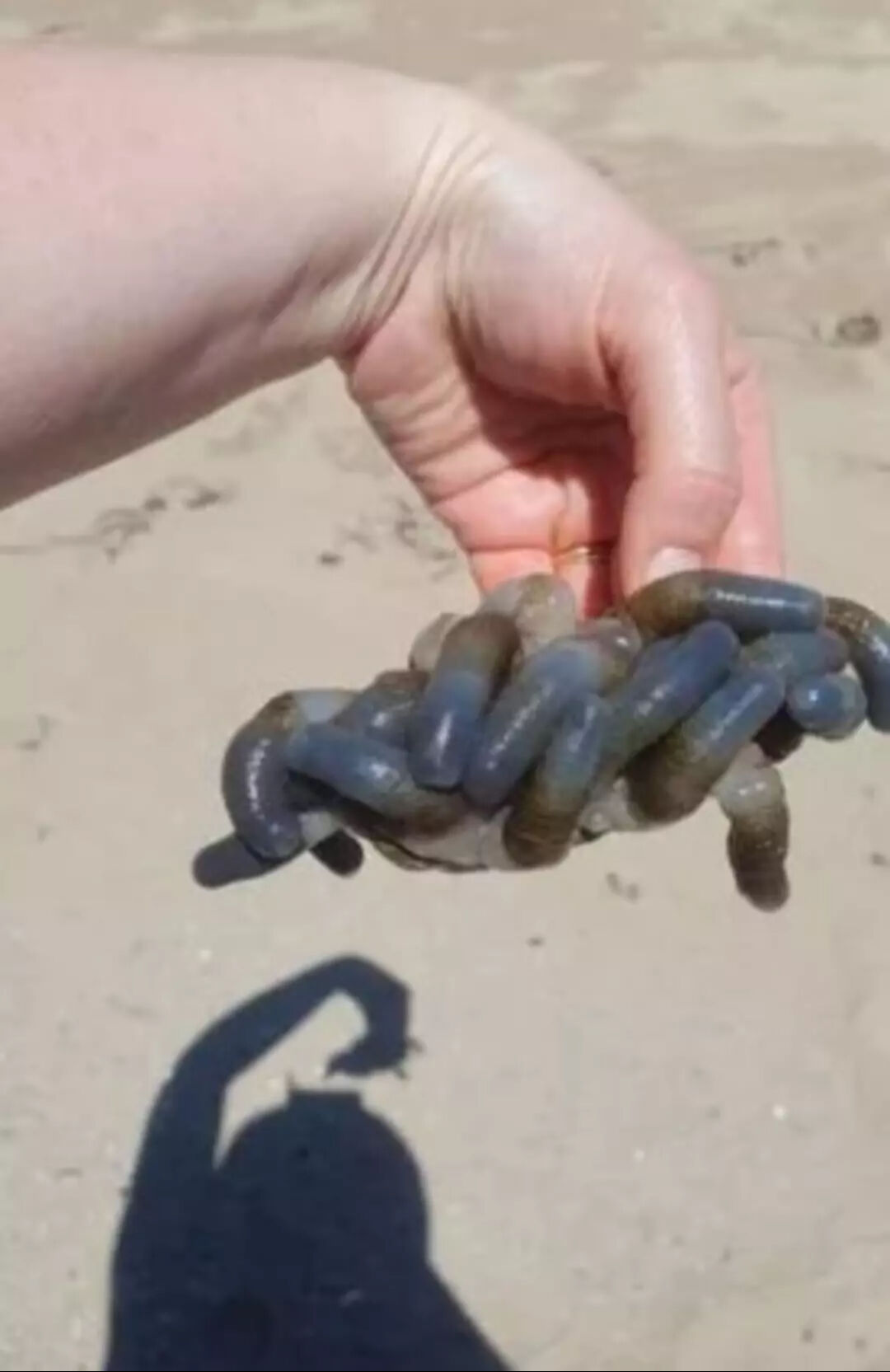 5 yaşındaki çocuk sahilde buldu! Ne olduğunu duyanlar şaşırıyor - 1. Resim