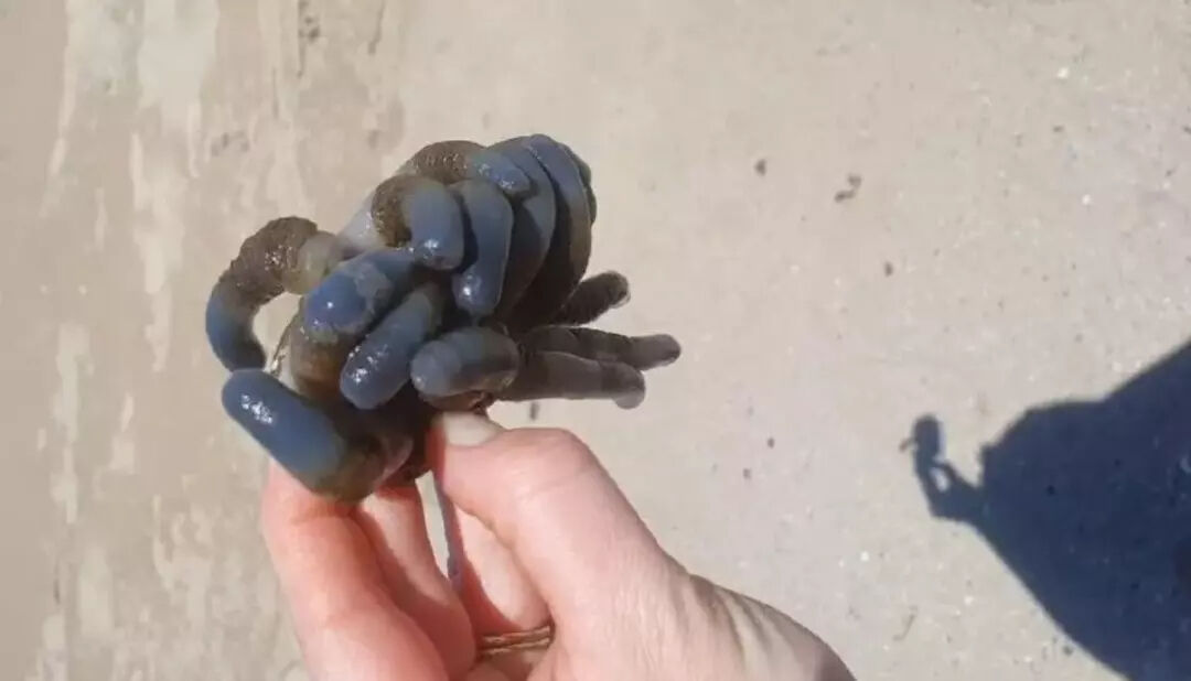 5 yaşındaki çocuk sahilde buldu! Ne olduğunu duyanlar şaşırıyor - 2. Resim