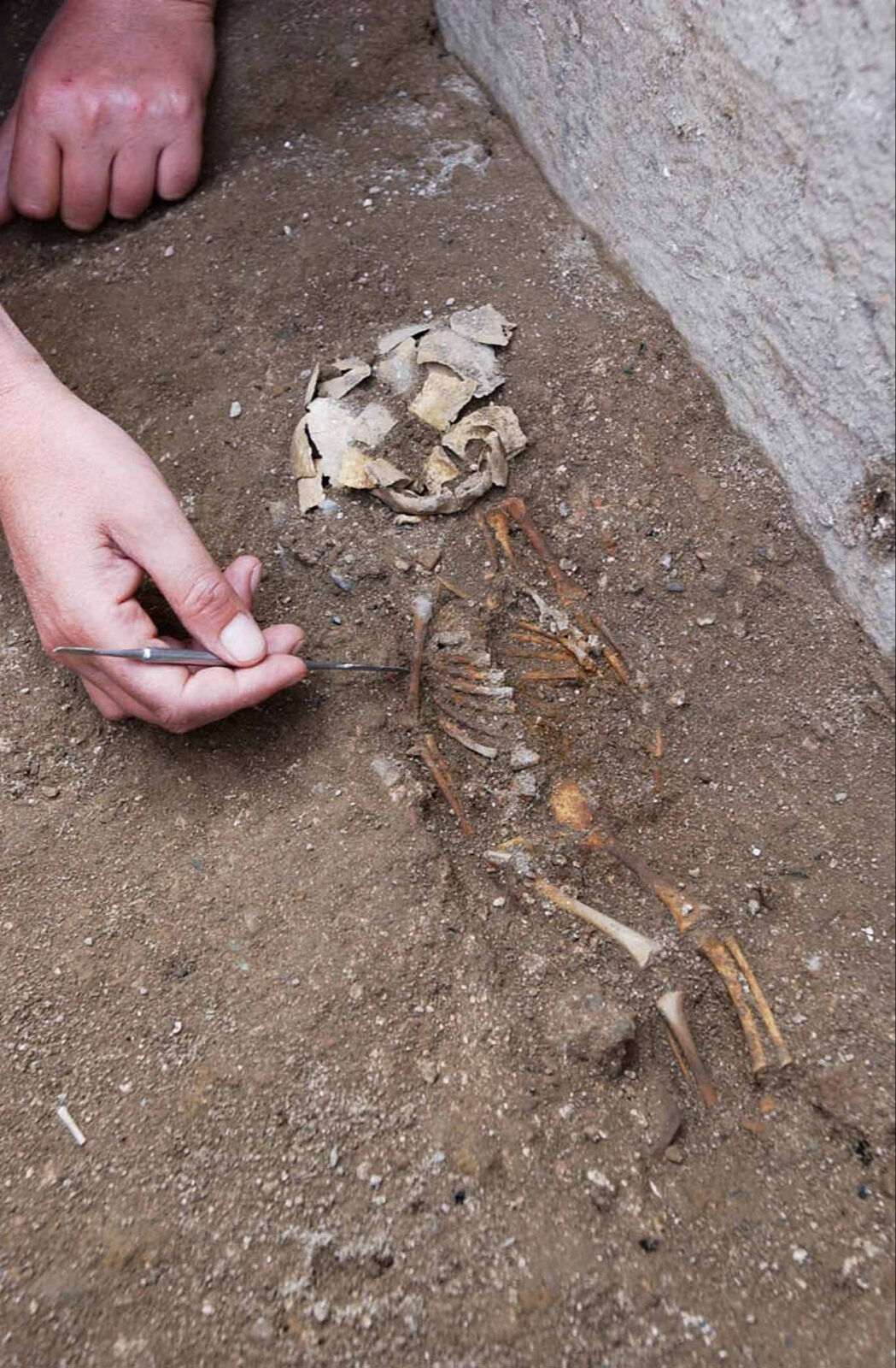 İznik kazıları yamyamlık ve işkenceyi ispatladı! Haçlıların Anadolu’daki vahşeti gün yüzüne çıktı - 4. Resim