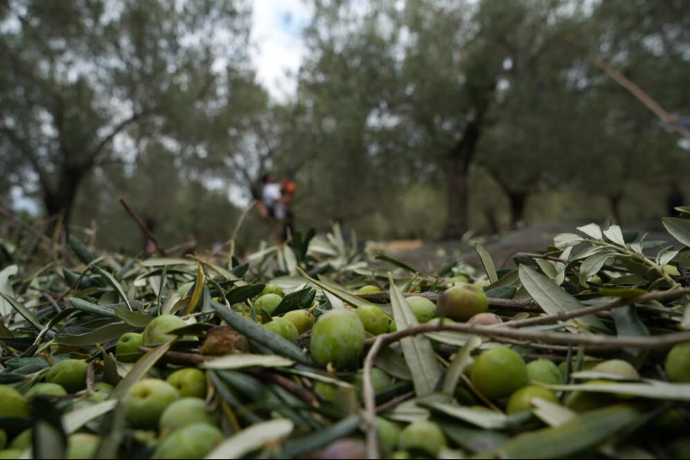 Zeytinyağı fiyatının ne zaman açıklanacağı belli oldu! Fikret Akova tarih verdi - 2. Resim