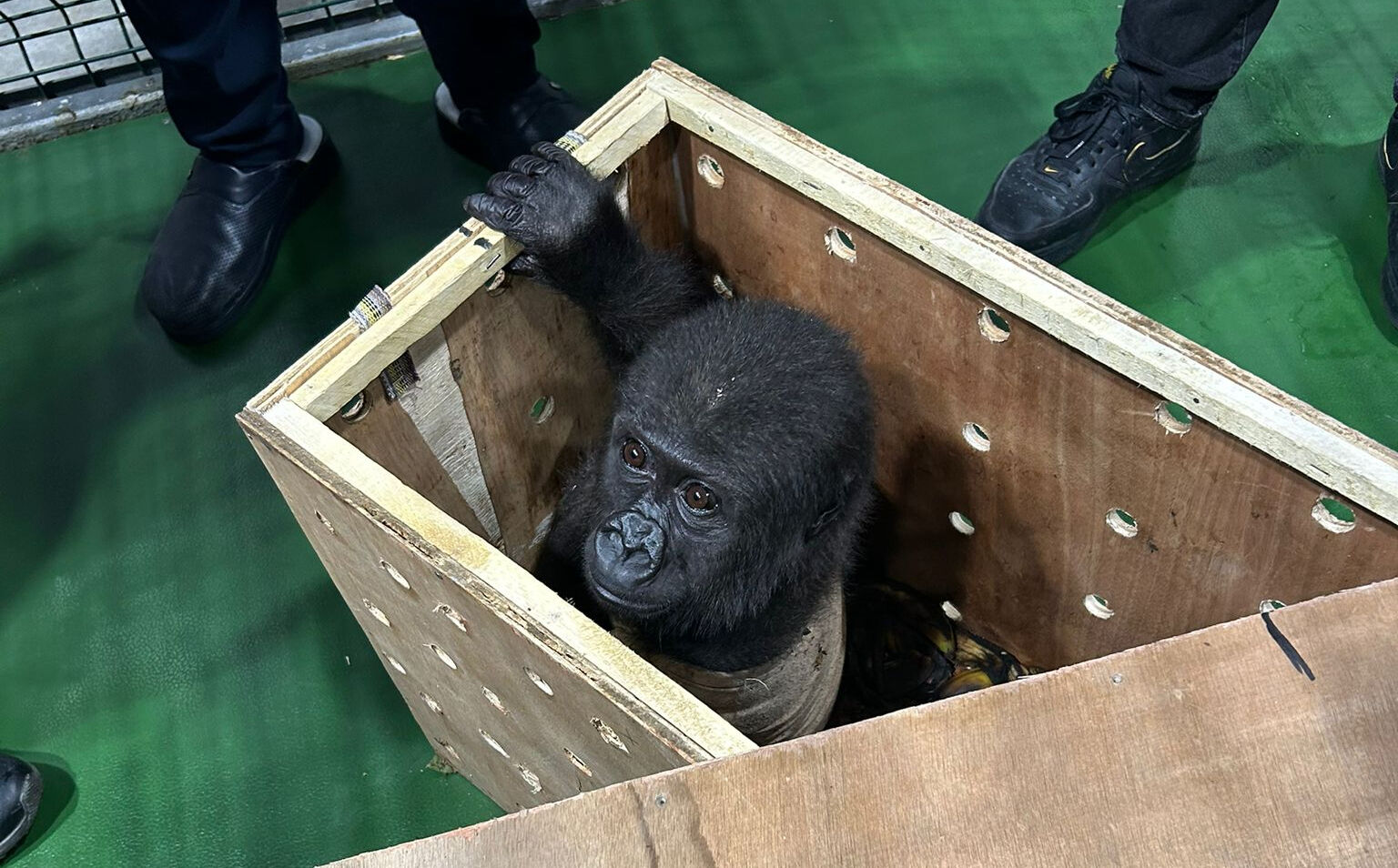 İstanbul Havalimanı'nda 'goril' şoku! Ekipler gözlerine inanamadı - 1. Resim
