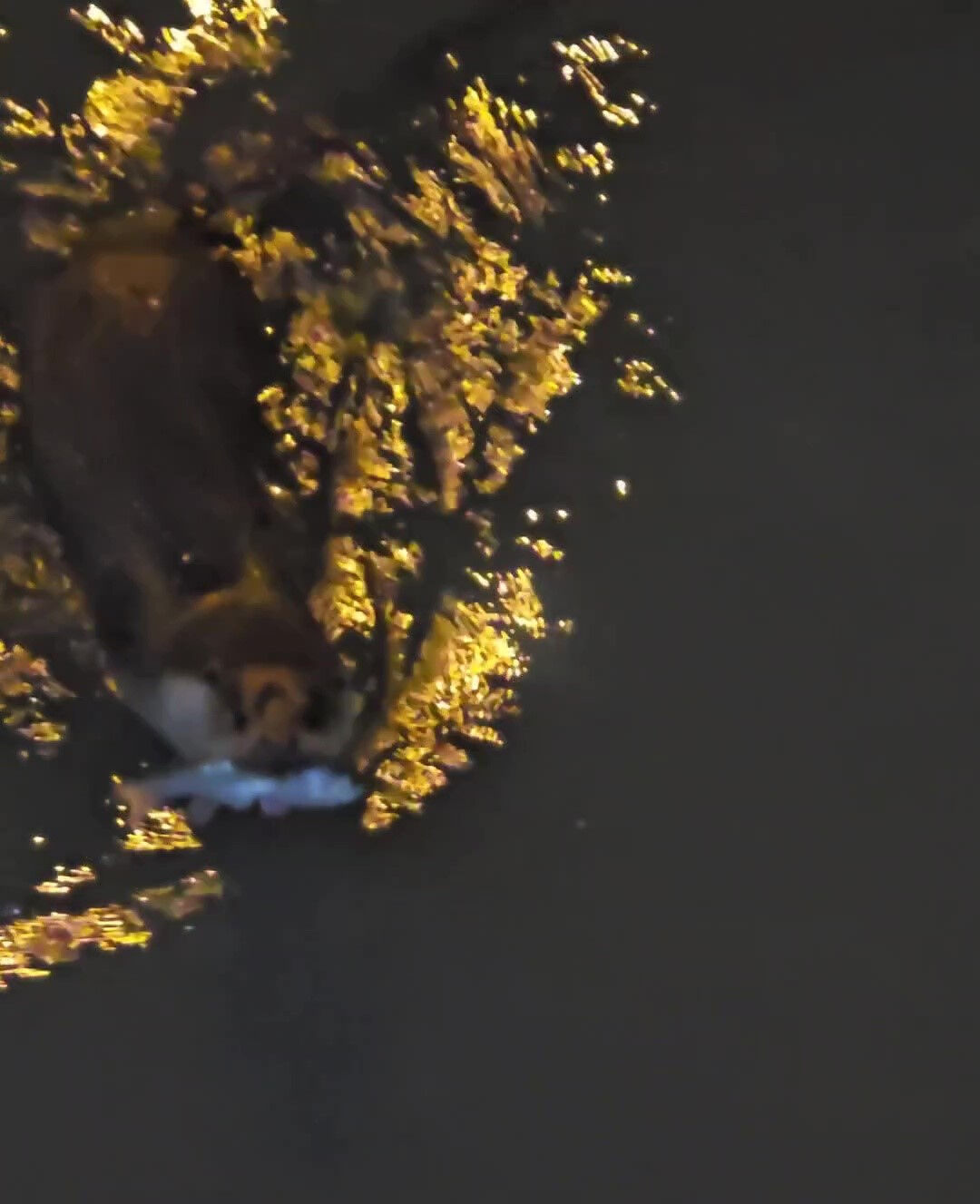 Ağzında balıkla suya dalıp çıktı! Zonguldak'ta su samuru görüntülendi - 1. Resim