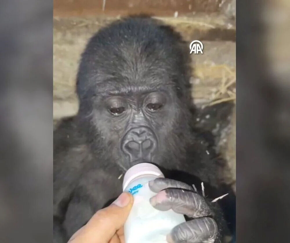 İstanbul Havalimanı'nda bulunup kalpleri eriten yavru goril güvenli ellerde - 1. Resim