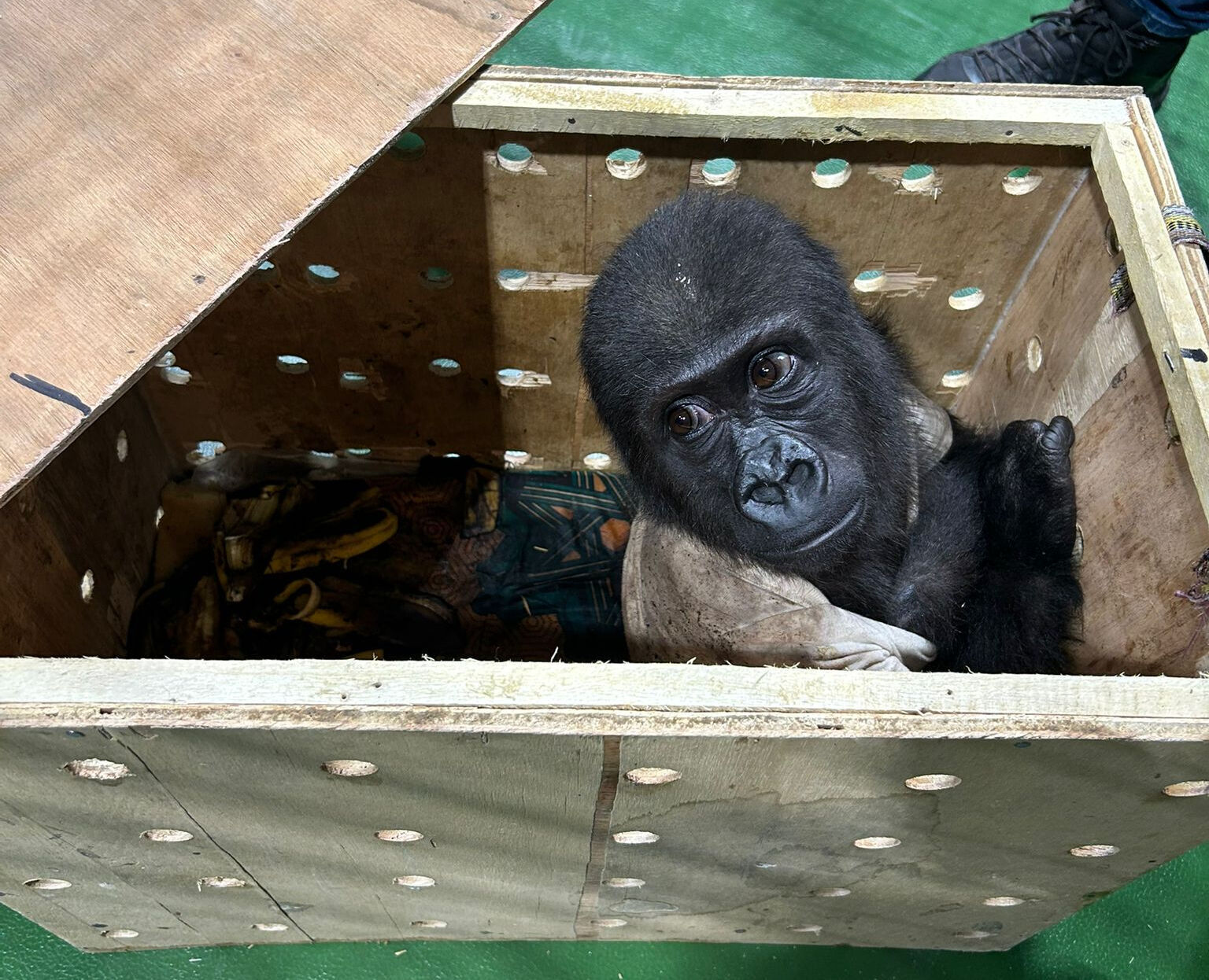İstanbul Havalimanı'nda bulunup kalpleri eriten yavru goril güvenli ellerde - 3. Resim