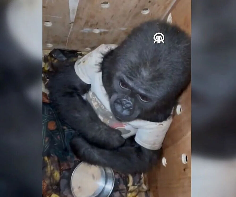 İstanbul Havalimanı'nda bulunup kalpleri eriten yavru goril güvenli ellerde - 2. Resim