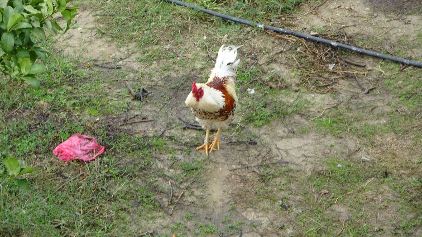 Karlar arasında böyle bulunmuştu! Taburcu olan Naciye nine kuzusuna kavuştu - 2. Resim