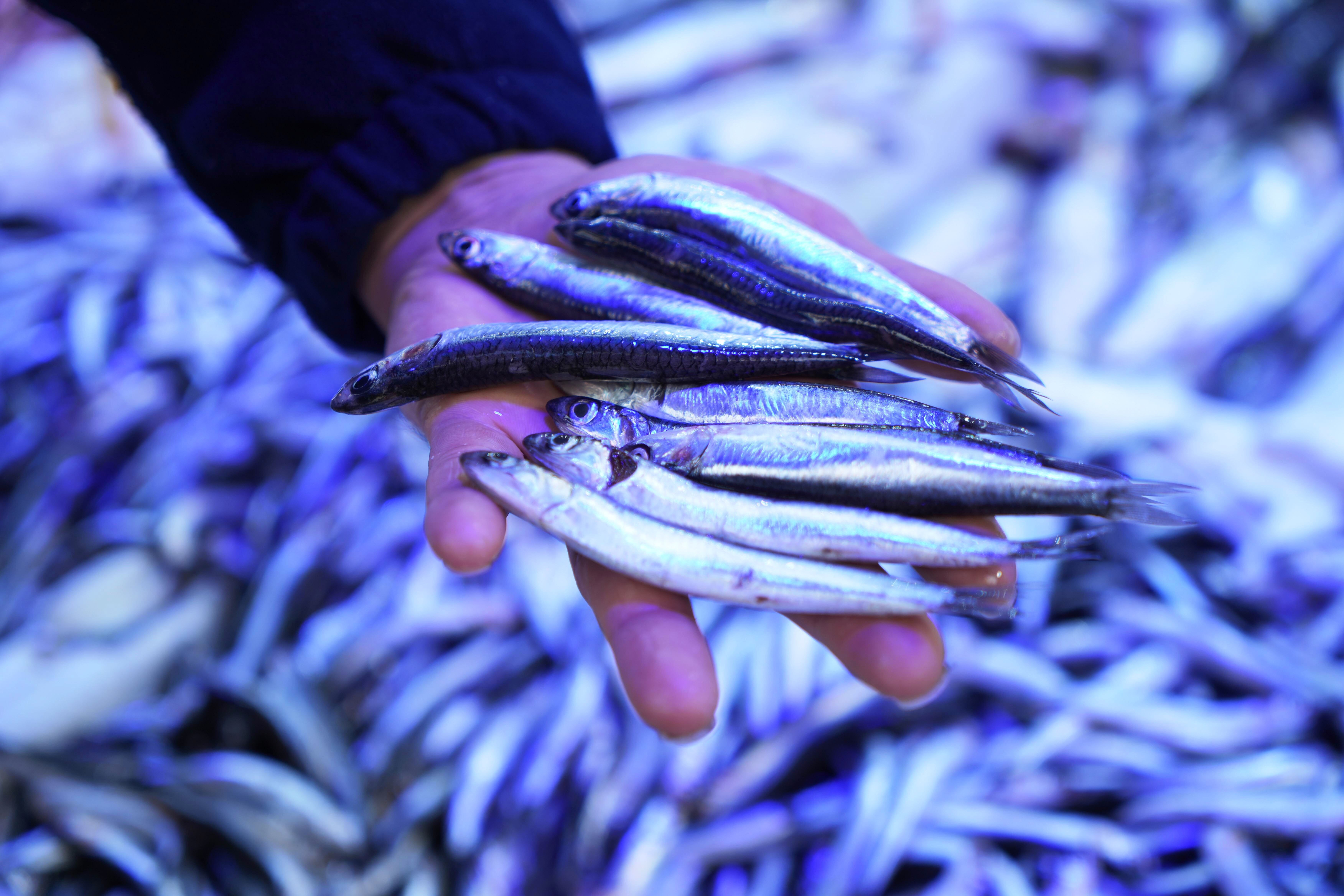 Vatandaş tezgahta hayatının şokunu yaşadı: İki balık bir çeyrek altından fazla - 2. Resim