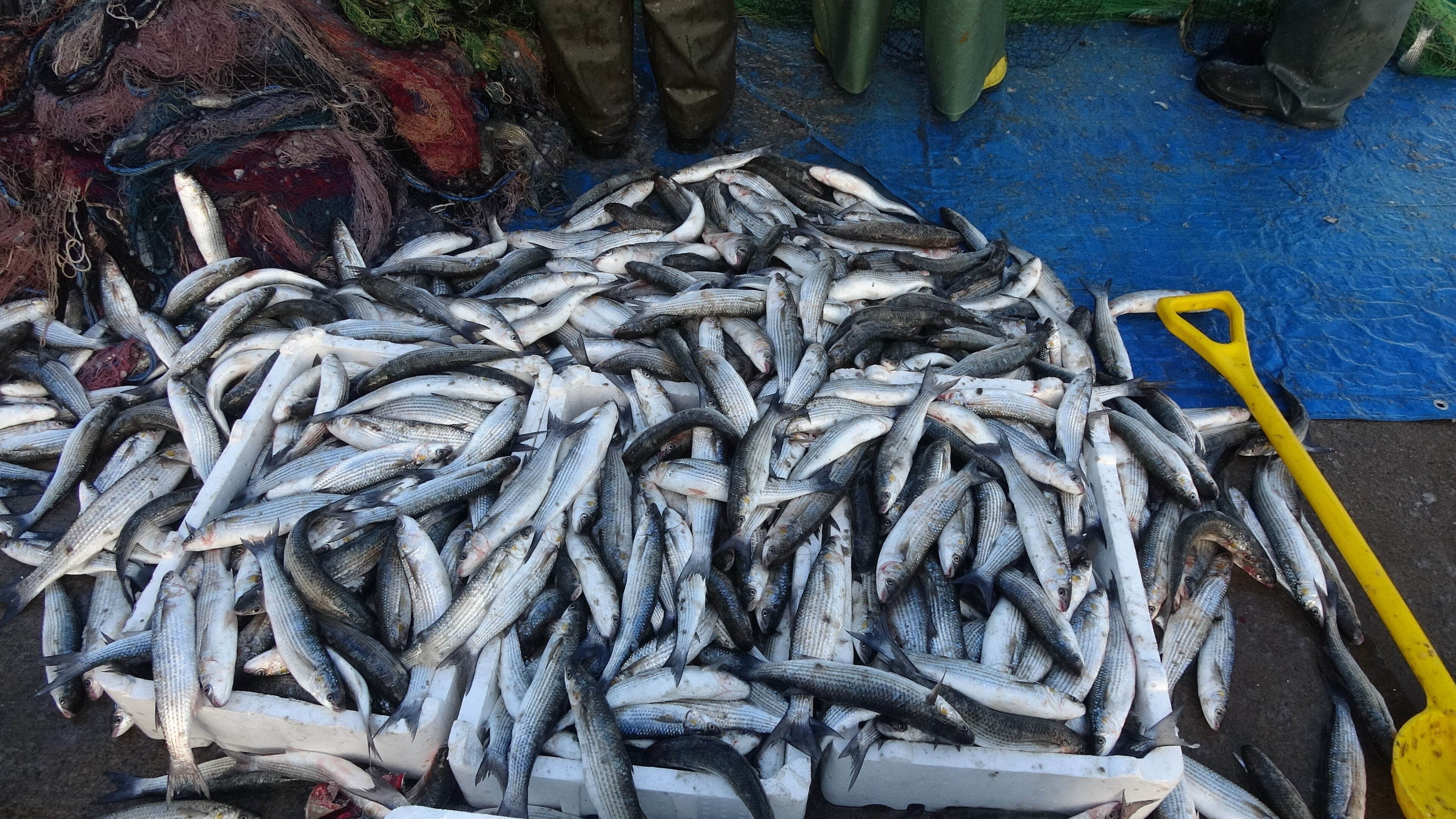 Balıkçıların en bereketli sezonu! Denizden kasa kasa çıkıyor, işte tezgahların yeni kralı - 2. Resim