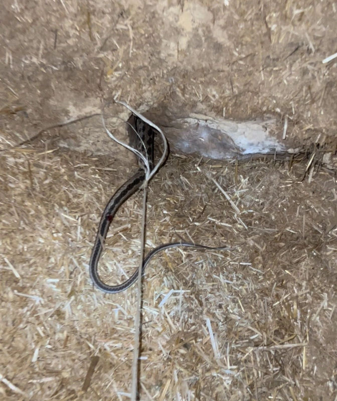 Mardin'de şaşırtan olay! Yılanı iple bağladı: Sebebi akıllara durgunluk verdi... - 1. Resim