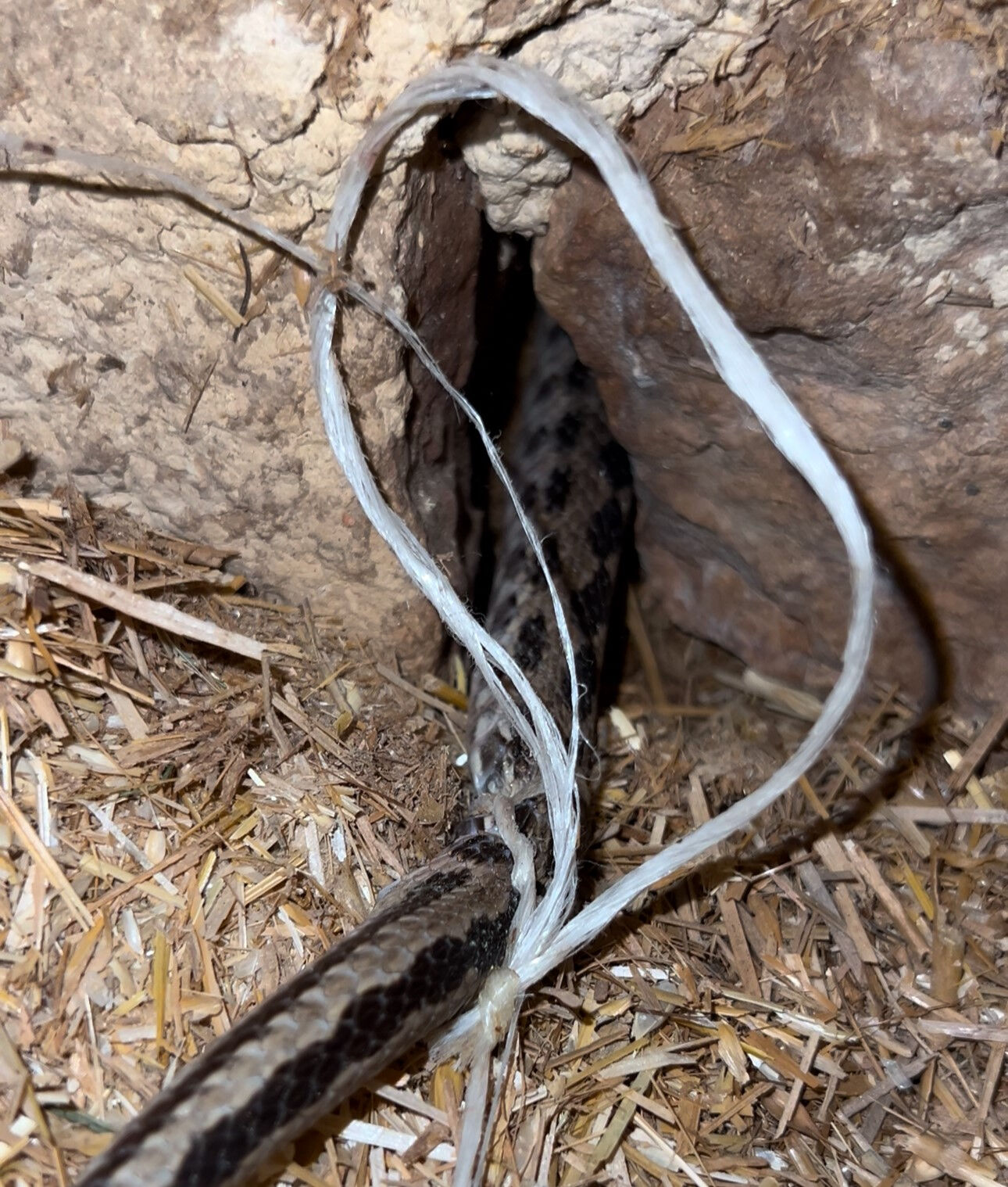 Mardin'de şaşırtan olay! Yılanı iple bağladı: Sebebi akıllara durgunluk verdi... - 2. Resim