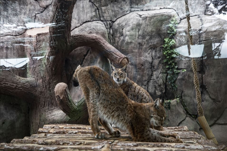 Hayvan barınağında salgın alarmı! Kedi familyasından 20 kayıp - 1. Resim