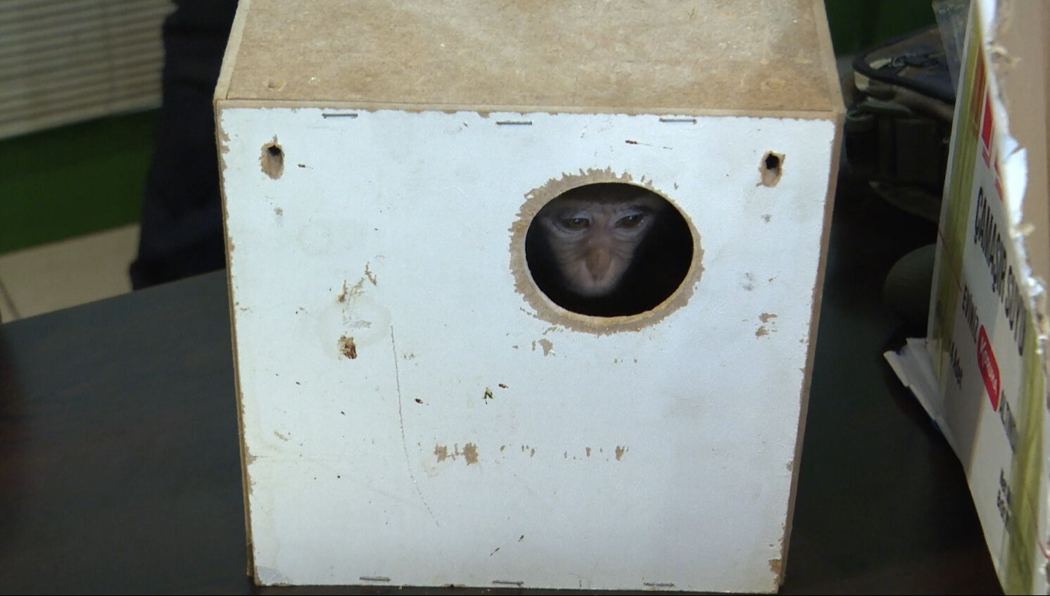 Otogara bırakılan kutudan maymun çıktı! Görenler hayrete düştü - 3. Resim