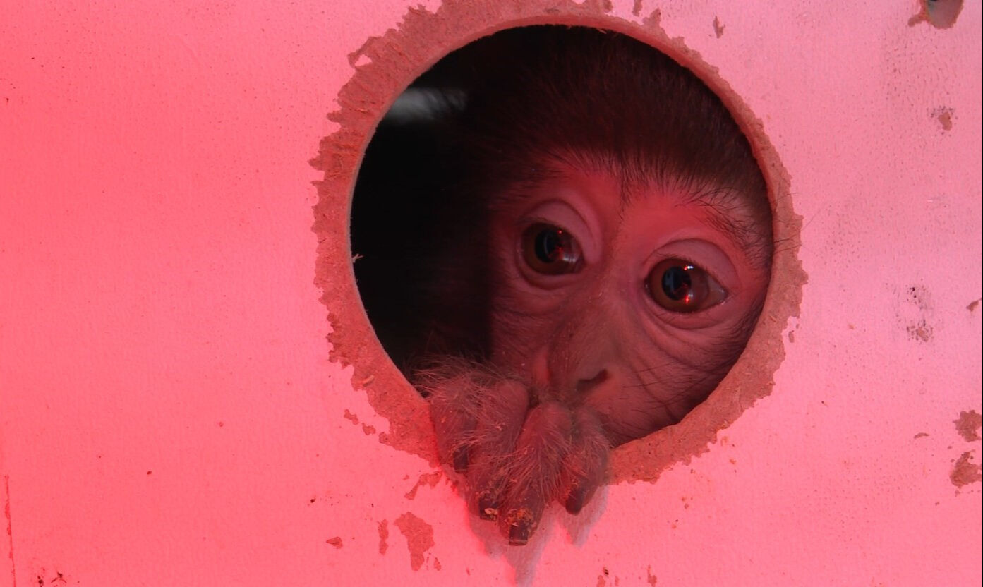 Otogara bırakılan kutudan maymun çıktı! Görenler hayrete düştü - 1. Resim