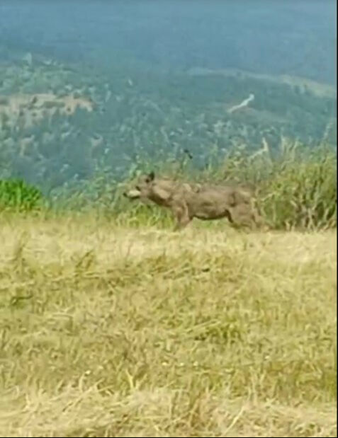 Bilecik'te görüldü! 