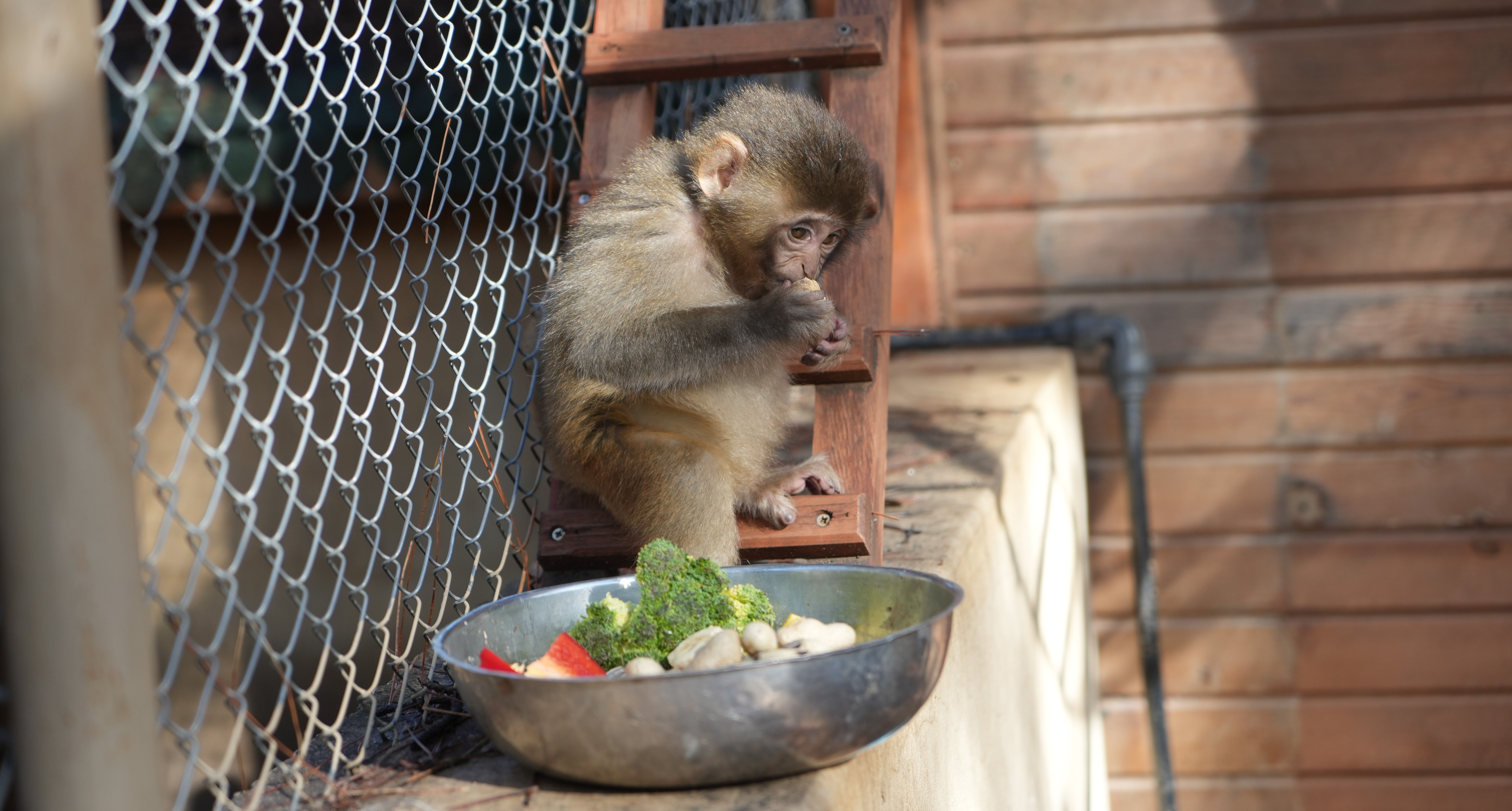 Gorilin ardından bir de maymun! Yavru 'Rhesus'a 'Muko' sahip çıkacak - 3. Resim