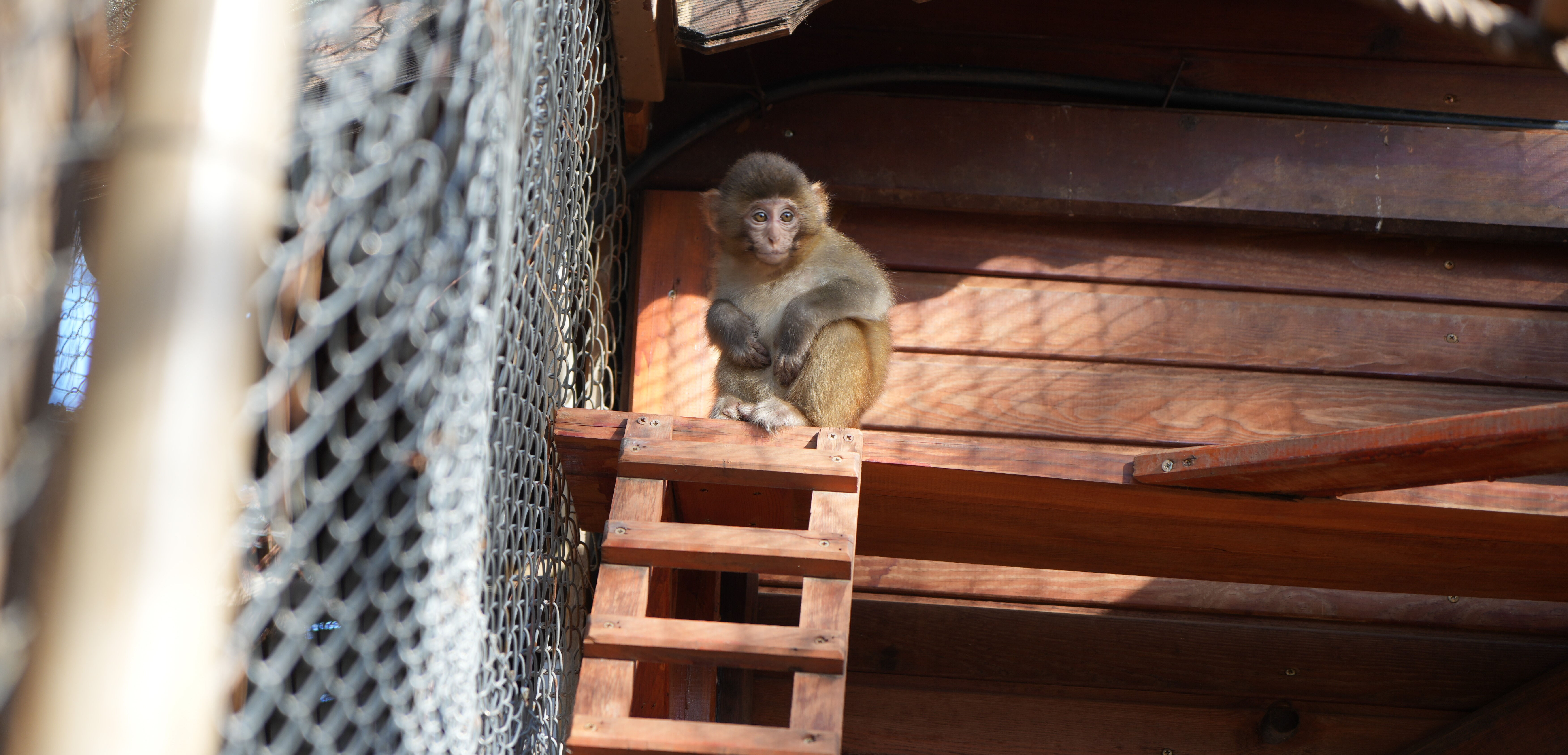 Gorilin ardından bir de maymun! Yavru 'Rhesus'a 'Muko' sahip çıkacak - 1. Resim