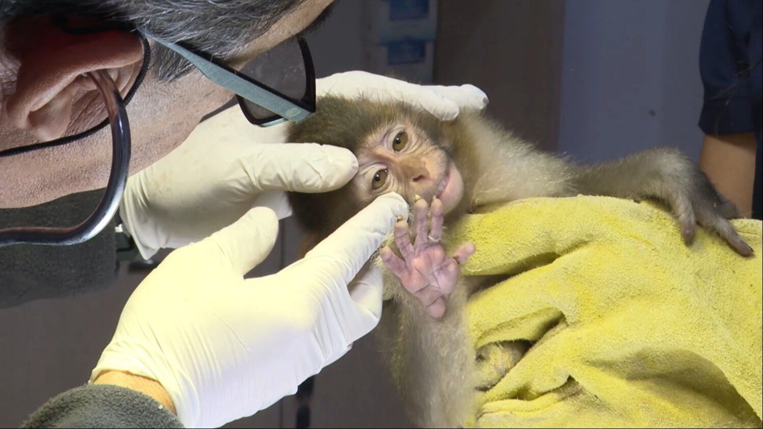 Gorilin ardından bir de maymun! Yavru 'Rhesus'a 'Muko' sahip çıkacak - 2. Resim
