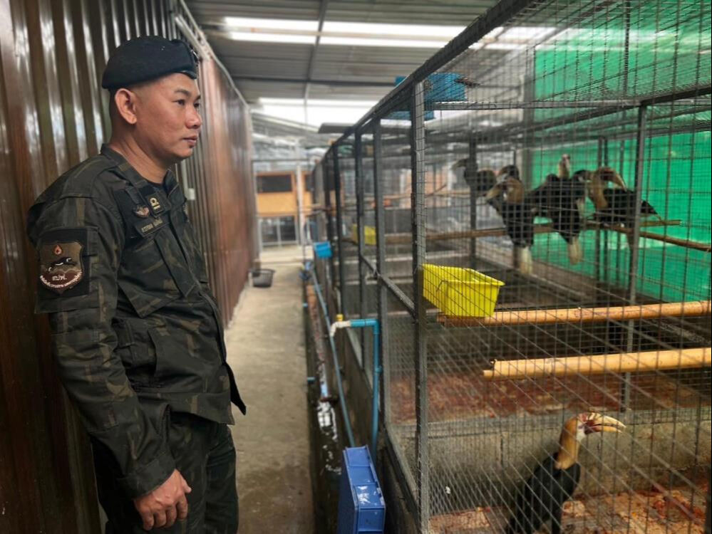 İstanbul'da yakalanan kaçak goril yavrusunun şüpheli kaçakçısına operasyon! 22 farklı türde hayvan bulundu - 6. Resim