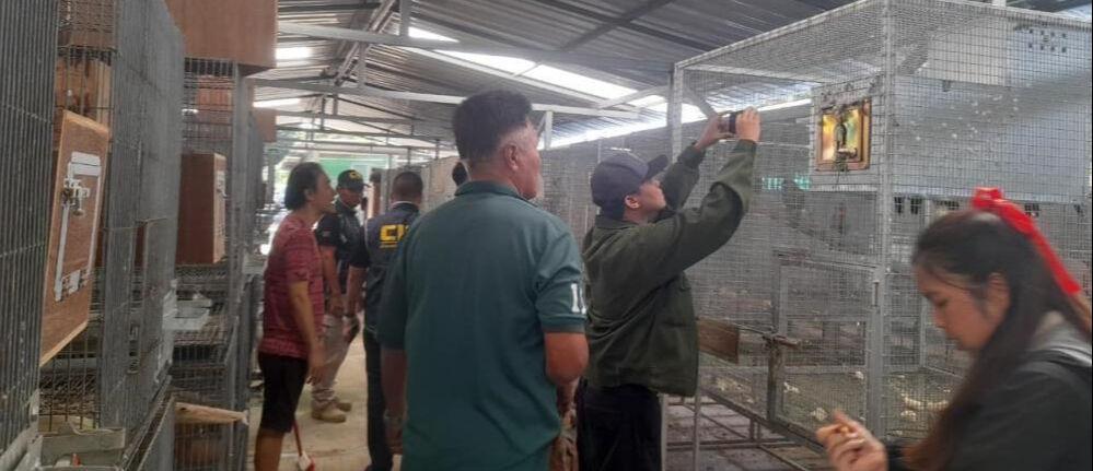 İstanbul'da yakalanan kaçak goril yavrusunun şüpheli kaçakçısına operasyon! 22 farklı türde hayvan bulundu - 1. Resim