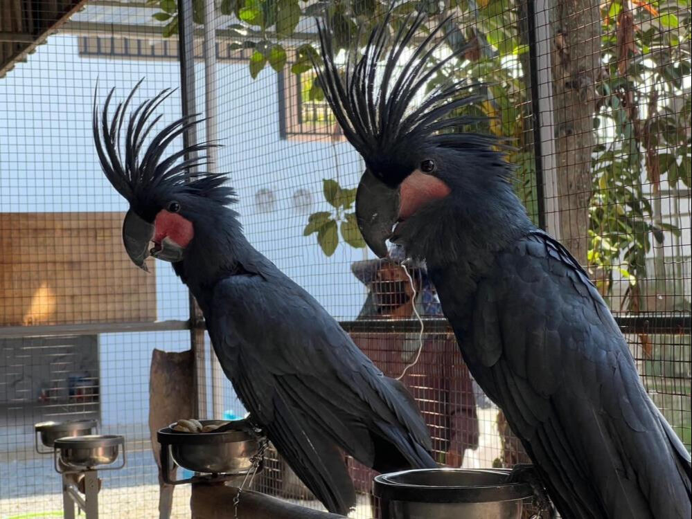 İstanbul'da yakalanan kaçak goril yavrusunun şüpheli kaçakçısına operasyon! 22 farklı türde hayvan bulundu - 3. Resim