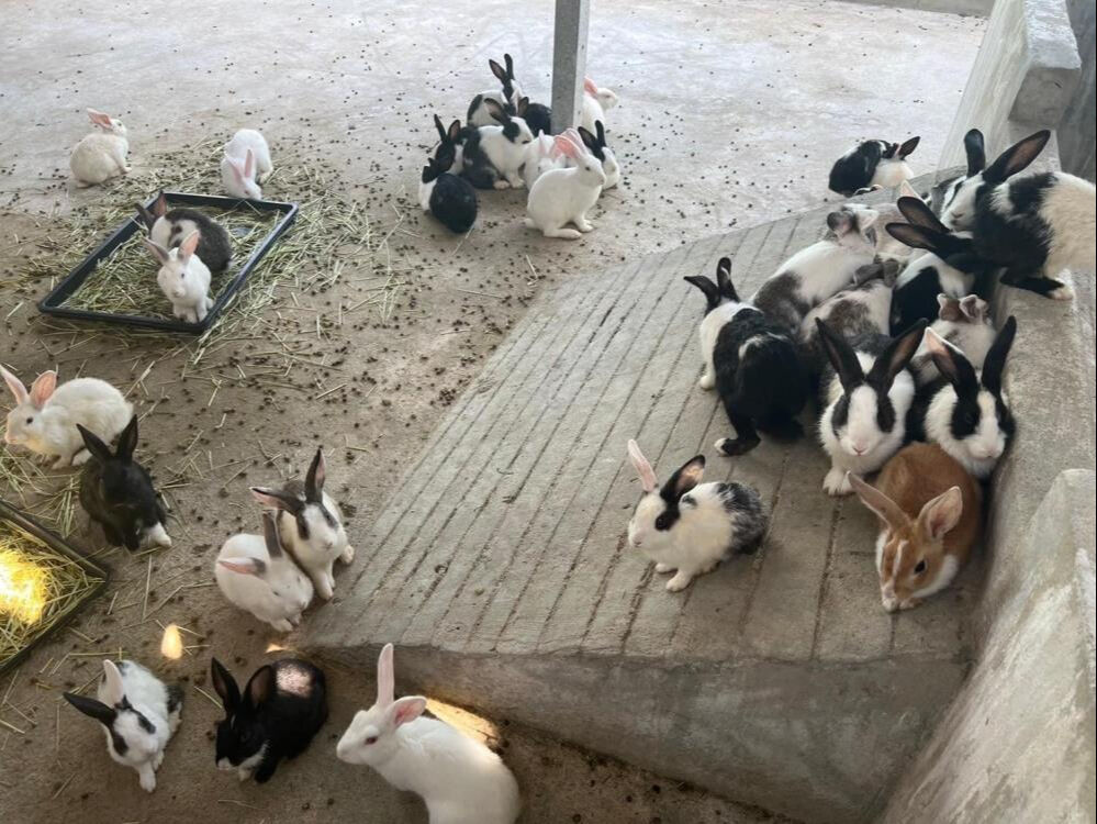 İstanbul'da yakalanan kaçak goril yavrusunun şüpheli kaçakçısına operasyon! 22 farklı türde hayvan bulundu - 4. Resim