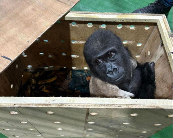İstanbul'da yakalanan kaçak goril yavrusunun şüpheli kaçakçısına operasyon! 22 farklı türde hayvan bulundu - 5. Resim